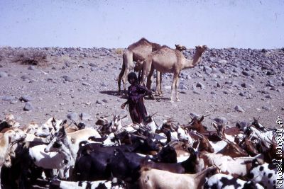 JEUNE FILLE BEDOUINE 1968.